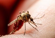 Nueva EPS alerta por aumento de casos de fiebre amarilla y hace llamado urgente a la vacunación