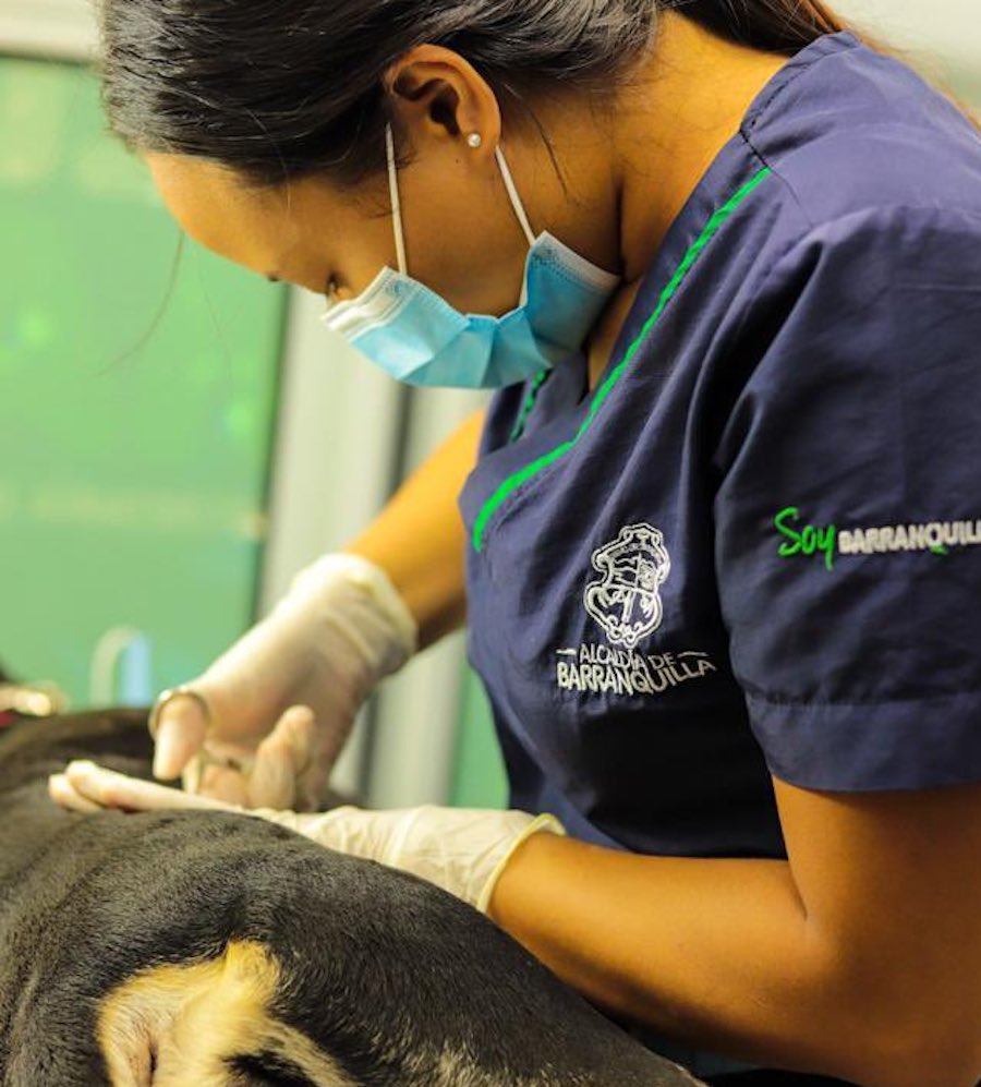 Patrulla animal ha logrado la esterilización en más de 1.200 perros y gatos