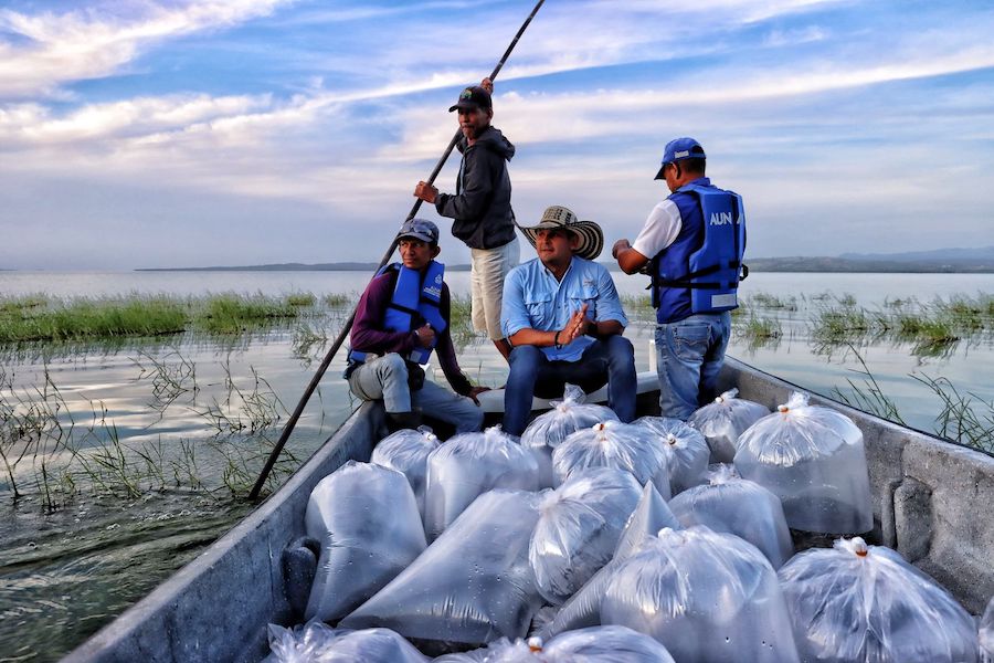 Atlántico lanza ‘Plan + Pescao’: 1.5 millones de bocachicos para revivir la pesca y salvar ecosistemas