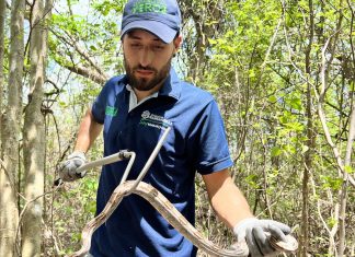 Barranquilla verde liberó 22 tortugas, 2 boas y 1 cascabel en su hábitat natural