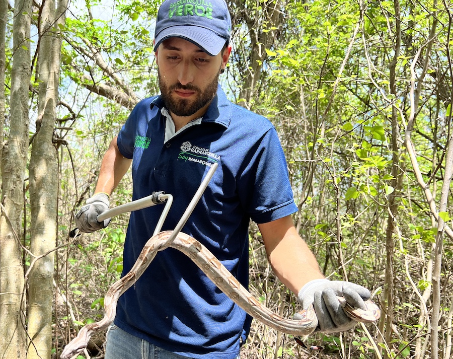 Barranquilla verde liberó 22 tortugas, 2 boas y 1 cascabel en su hábitat natural