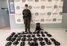 Canino descubre cargamento de marihuana en empresa de envíos en Barranquilla Canino descubre cargamento de marihuana en empresa de envíos en Barranquilla