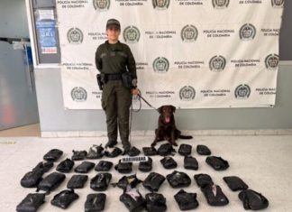 Canino descubre cargamento de marihuana en empresa de envíos en Barranquilla