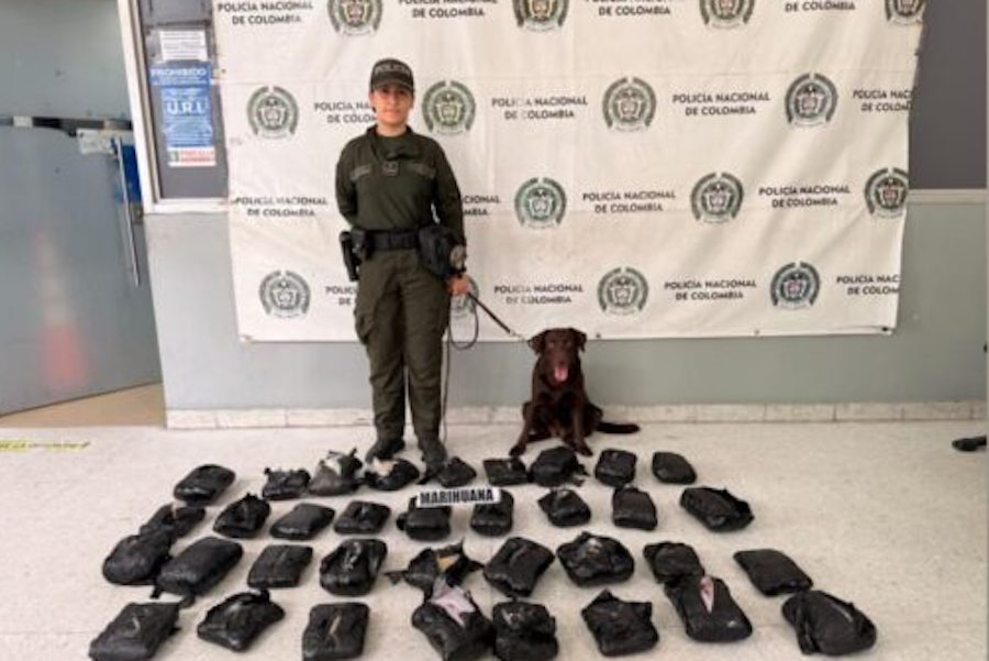 Canino descubre cargamento de marihuana en empresa de envíos en Barranquilla Canino descubre cargamento de marihuana en empresa de envíos en Barranquilla